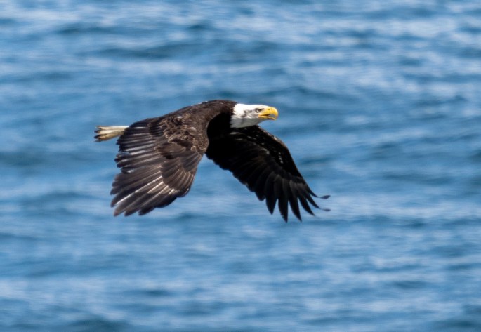 Bald eagle in flight