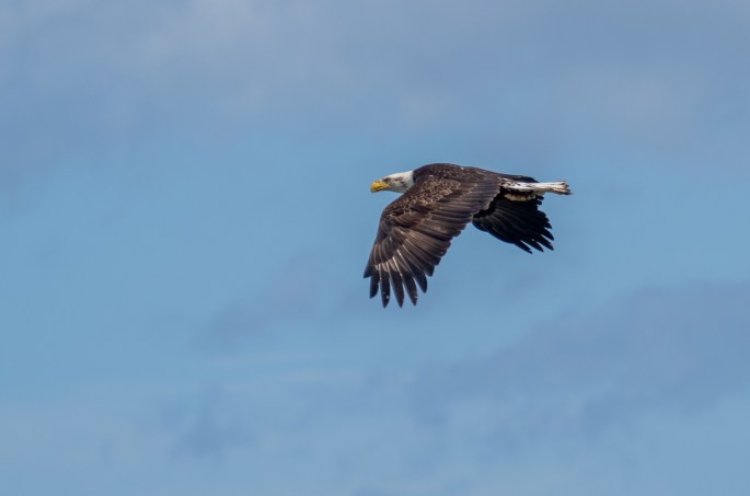 Bald eagle
